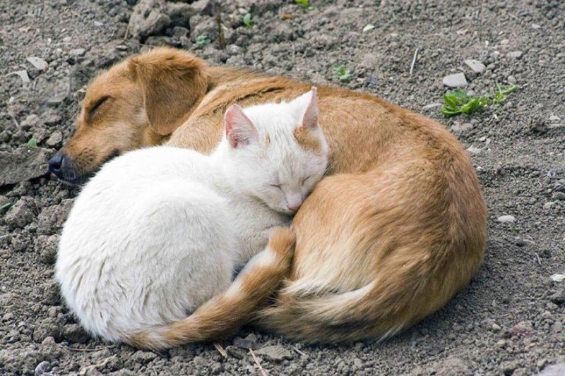 Кошка и собака спят