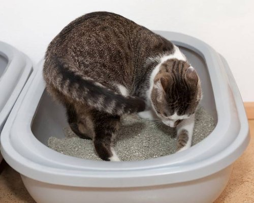 Выбор туалета для кошки: руководство к действию